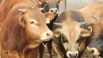 Vacas en una ganadería