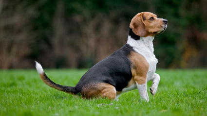 Fotografía recurso de un Beagle