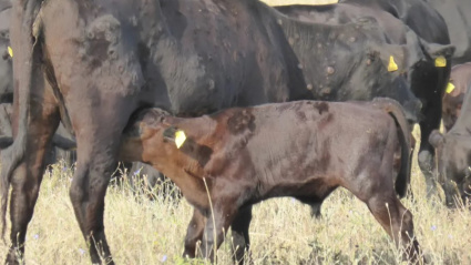 Ganado bovino con Dermatosis Nodular