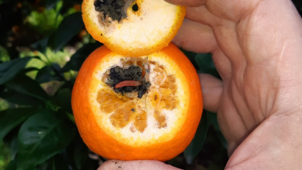 Naranja con plaga