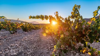 Madrid Romero Jumlla, Turismo Región de Murcia