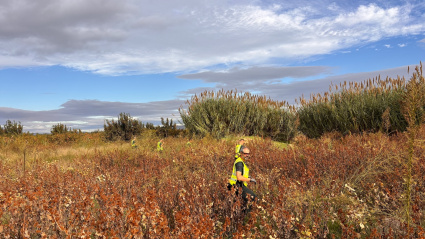 Un momento de la batida entre la maleza
