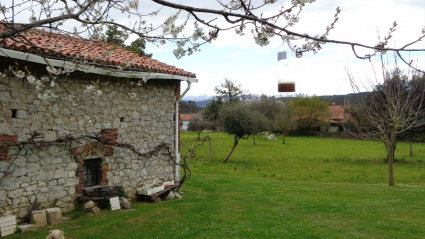 TRAMPA DE AVISPA ASIÁTICA