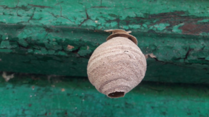 NIDO PRIMARIO DE AVISPA ASIÁTICA