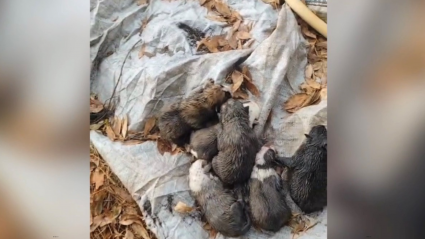 Cachorros abandonados