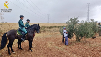 Escuadrón de la Guardia Civil en un olivar