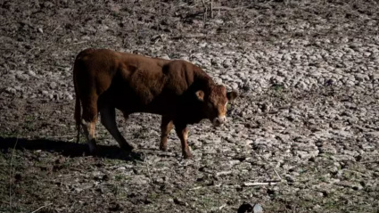 Una vaca aislada en un establo de Vilanova de Sau, Barcelona