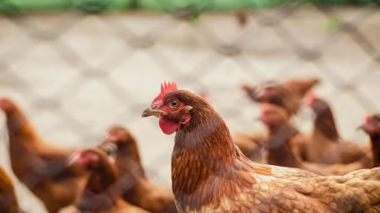 Las gallinas camperas deben confinarse ante la llegada de la gripe aviar