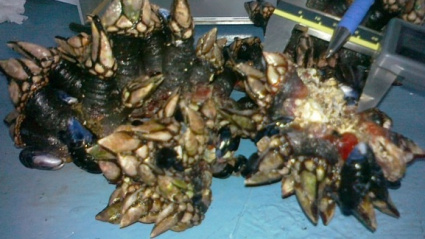 Percebe incautado a los furtivos