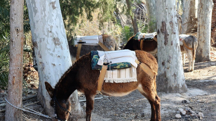 Un asno de Burruticas