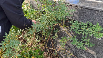 Estos días muchas personas acuden a los cementerios