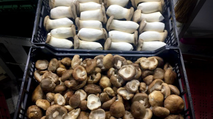 La importancia del sector en La Rioja