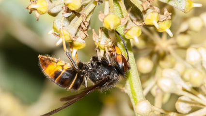 HY3T63 Asian Wasp (Vespa Velutina) on ivy flowers