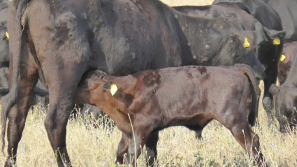 La dermatosis nodular es una enfermedad que se propaga con gran rapidez.