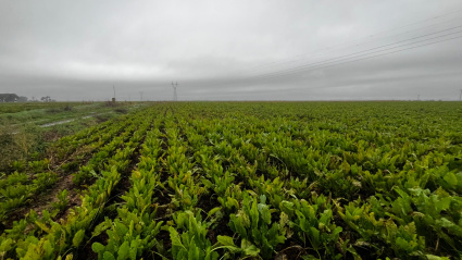 ¿Hay futuro para la remolacha azucarera en La Rioja?