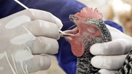 Precaución ante la gripe aviar en Aragón