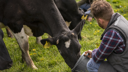 Se fomenta la vacunación de vacas frente a la dermatosis nodular