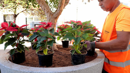 Maceteros plaza ayuntamiento