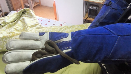 Culebra localizada en la cama en un domicilio de Palencia
