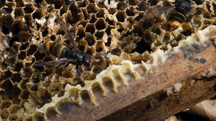 Vista de las 60 colmenas de avispa velutina en la parroquia de Escairón, en O Saviñao (Lugo)