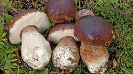 Las lluvias y la ausencia de heladas han propiciado que todavía haya esperanza de que comience una campaña aunque sea tardía