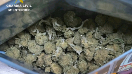 Cogollos de droga en Caldas