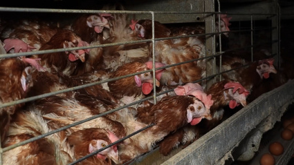 Gallinas hacinadas en una nave