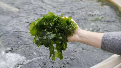 Caldo de Algas de Canarias