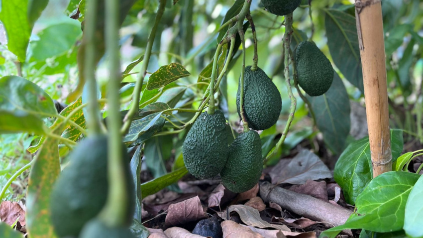 El aguacate, considerado el “oro verde”, gana terreno al naranjo gracias a su alta rentabilidad y adaptación al clima mediterráneo