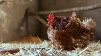 Imagen de archivo de una gallina en un corral