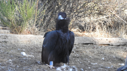 Iregua, el tercer buitre negro riojano nacido este siglo, ya sobrevuela la Sierra de la Demanda tras superar una caída