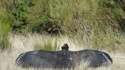 'Iregua' fue adoptado por una pareja reproductora en cautividad