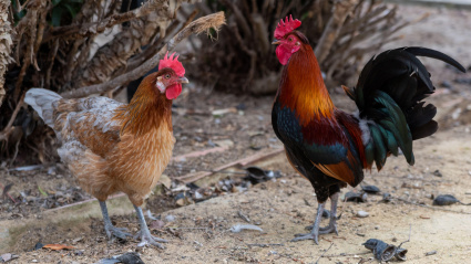 Dos gallos posan para la cámara en un parque público del sur de España.