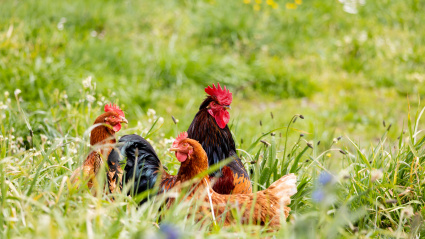 Gallo en una granja de Asturias