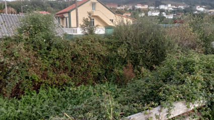 Otra zona del lecho con mucha maleza