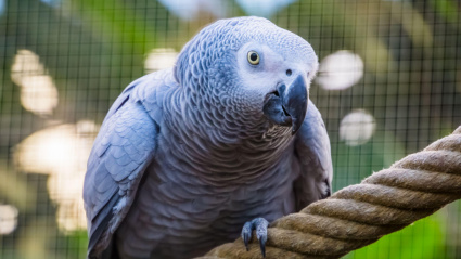 Imagen de recurso de un loro yaco de cola roja
