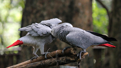 Imagen de recurso de dos loros yaco de cola roja