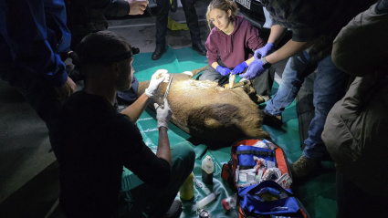 Momento en el que los veterinarios curan las heridas del ciervo