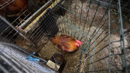 Gallinas en gallineros en A Mariña, Lugo