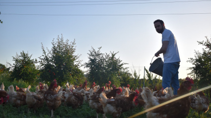 Manuel López dando de comer a sus gallinas camperas