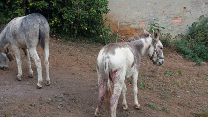 'Chipi' y 'Mili', los burros de la familia Suárez