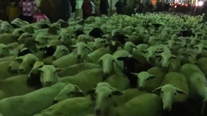 Momento del recorrido del rebaño de ovejas del año 2015 en las fiestas de San Clemente