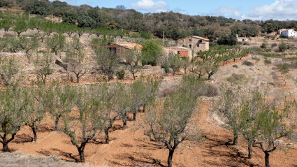 Almendro, la tierra de cultivo más auténtica de España