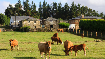 Imagen de recurso de una granja con ganado en A Coruña