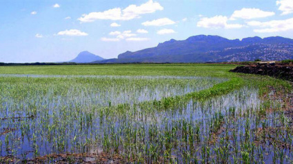 La Marina Alta ha entrado en alerta por la gripe aviar: 18 municipios, especialmente los próximos a la Marjal de Pego, deberán aplicar medidas de prevención en sus explotaciones avícolas, aunque hasta el momento no se ha detectado ningún caso en la comarca
