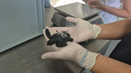 Una de las tortugas bobas llegadas al Acuario de Gijón desde Cartagena