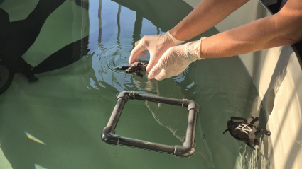 Introducen en un tanque a una de las tortugas llegadas a Gijón desde Cartagena