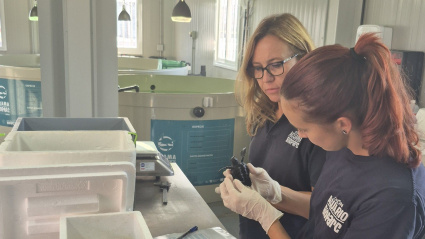 La directora de Biología, Veterinaria e Investigación y una veterinaria del Acuario de Gijón analizan una de las tortugas bobas llegadas desde Cartagena