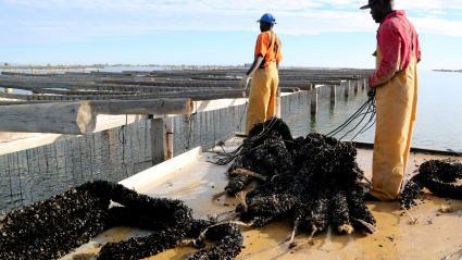 Los mejilloneros siembran un millón y medio de kilos de cría comprada de nuevo en Italia y Grecia por la mortalidad del verano