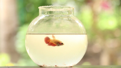 Pez de colores en su pecera